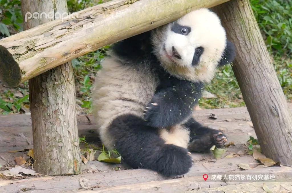 厉害了!熊猫麻将开挂神器手机版下载”(原来真的有挂)-知乎 