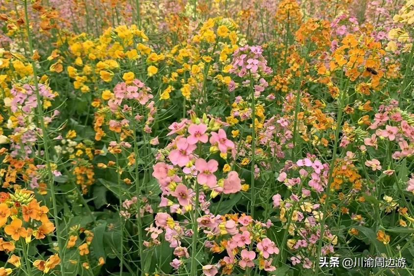「热点资讯」了卡五星麻将方法技巧!其实确实有挂的