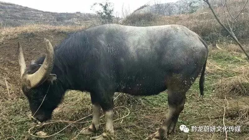 必看盘点揭秘!老铁牛牛技巧与漏洞!其实确实有挂的