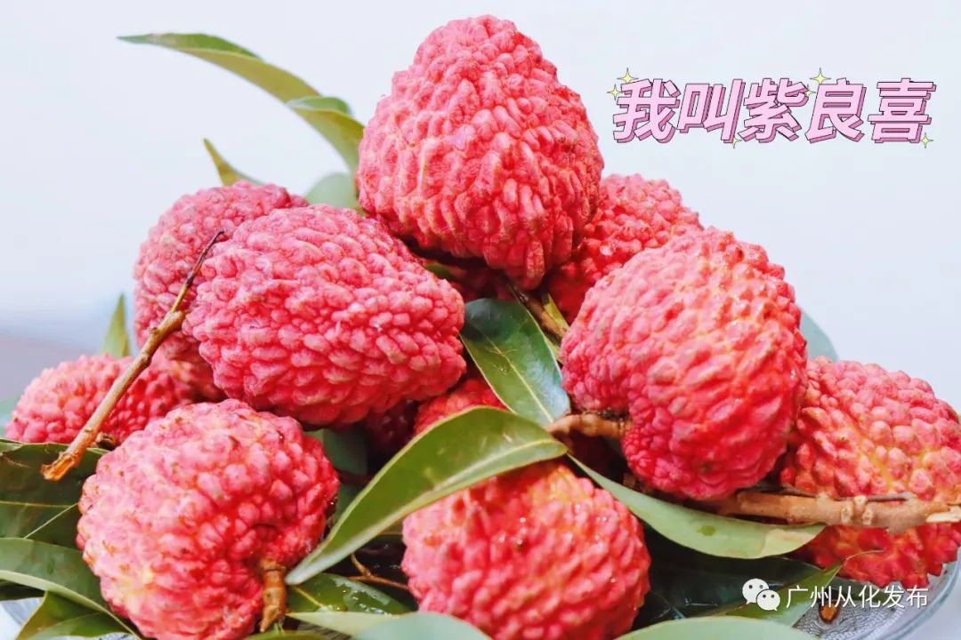 今日重大通报“荔枝竞技到底要怎么开挂”(必胜开挂神器)一知乎 