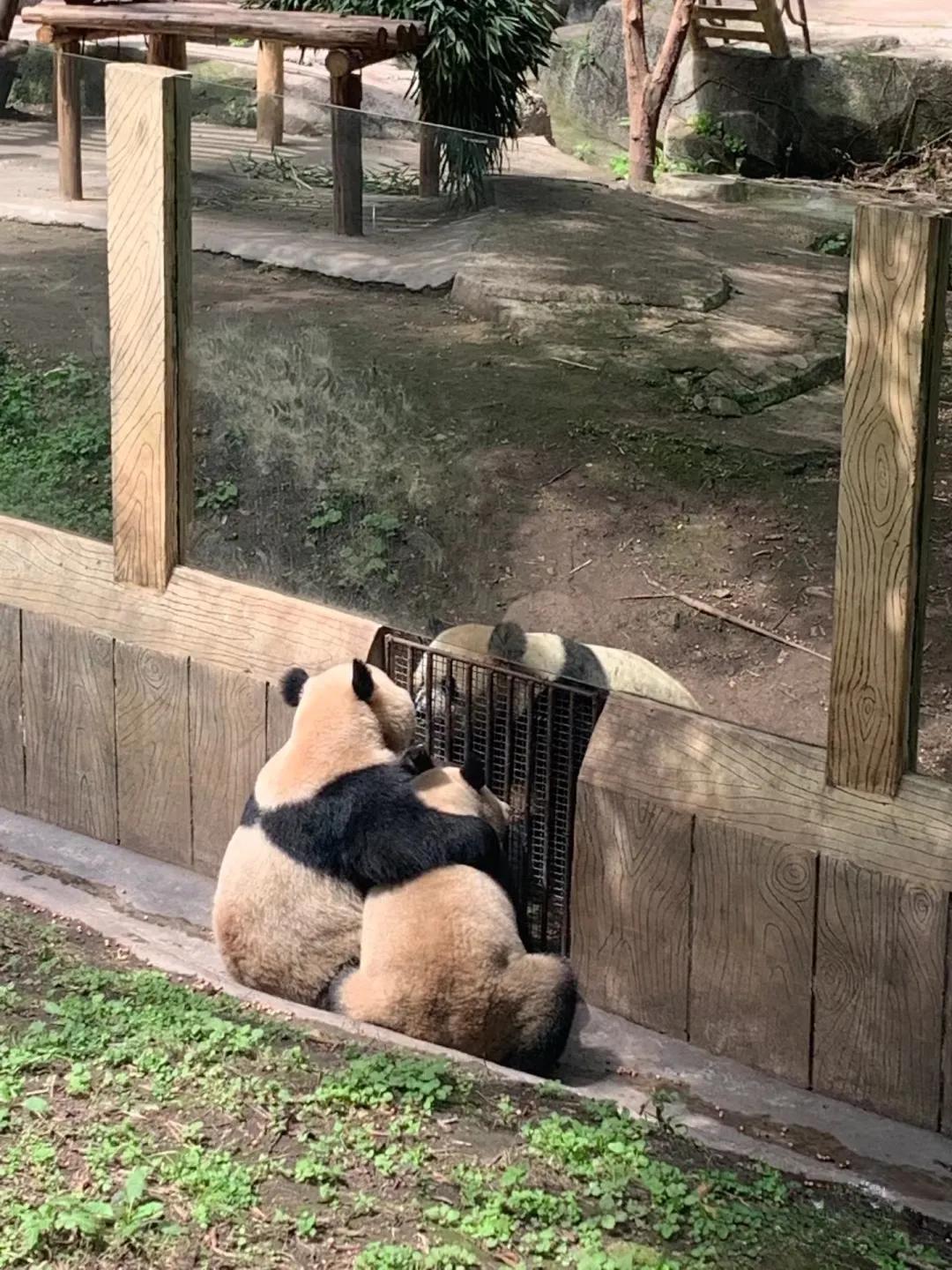 教程辅助“四川熊猫麻将赢钱开挂”(原来真的有挂)-知乎 