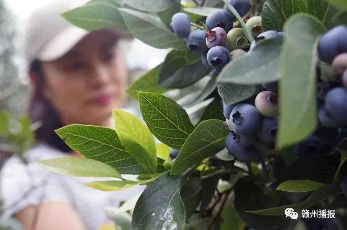 (重磅.揭秘)“好友赣南有没有挂”原来确实有挂-知乎