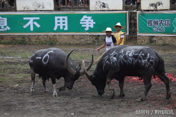 一分钟了解越乡游斗牛到底有没有挂?详细开挂教程-知乎