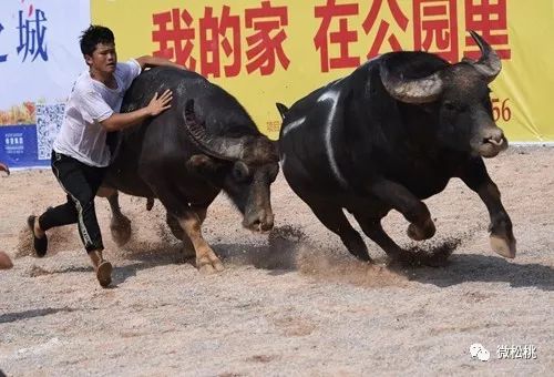 牛元帅斗牛有挂都图片（牛元帅斗牛开挂视频）