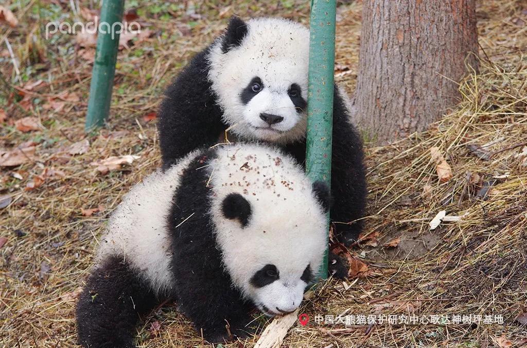 一分钟教你“熊猫麻将怀疑开挂怎么查”详细教程辅助工具