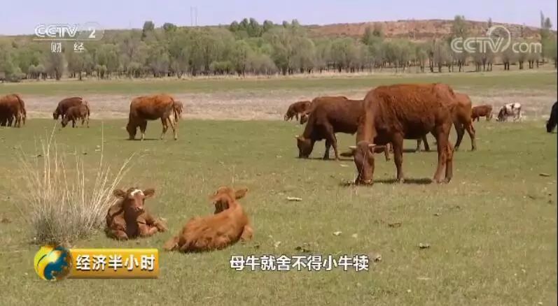 (2分钟介绍)“手机斗牛透视挂!其实确实有挂的