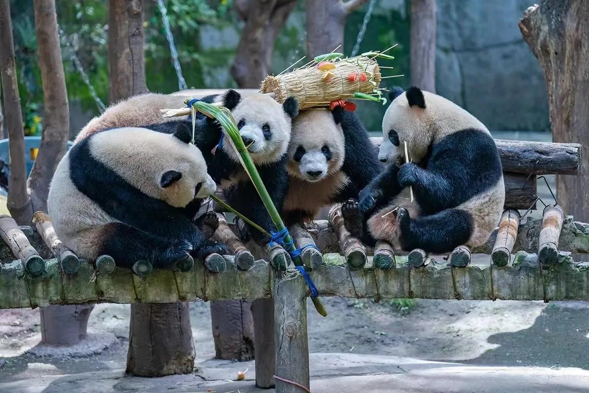 我来教教大家“打四川熊猫麻将的开挂!其实确实有挂