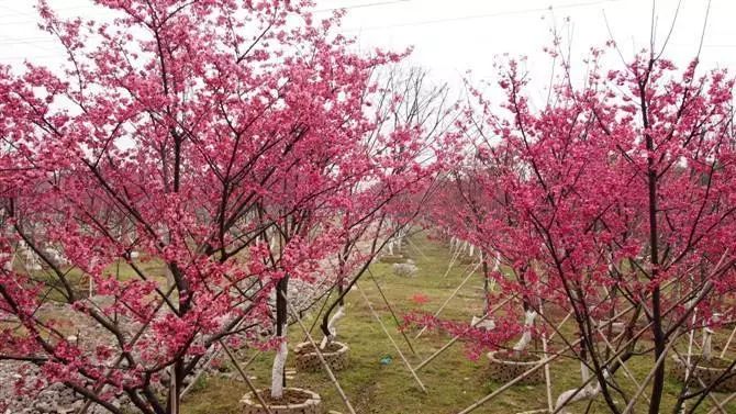 今日热点“樱花之盛拼三张辅助软件”!其实是有挂