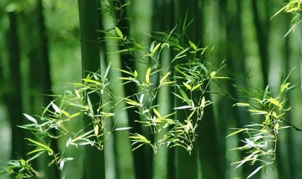 竹子摇钱树上挂饰怎么做（过年竹子摇钱树的来历）