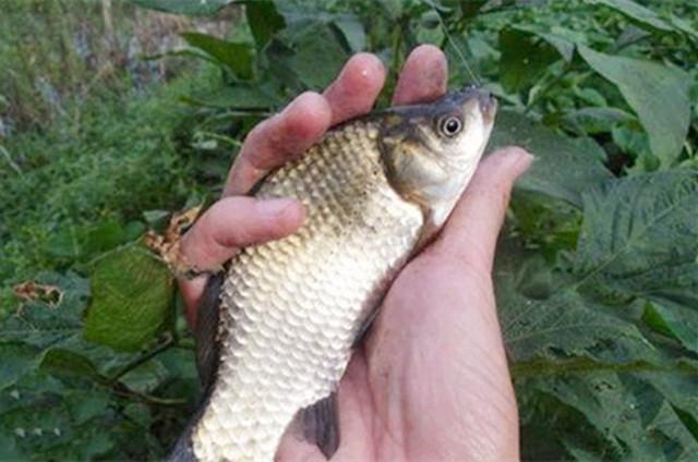 淡水鱼如何挂饵料钓（淡水鱼用什么做诱饵）