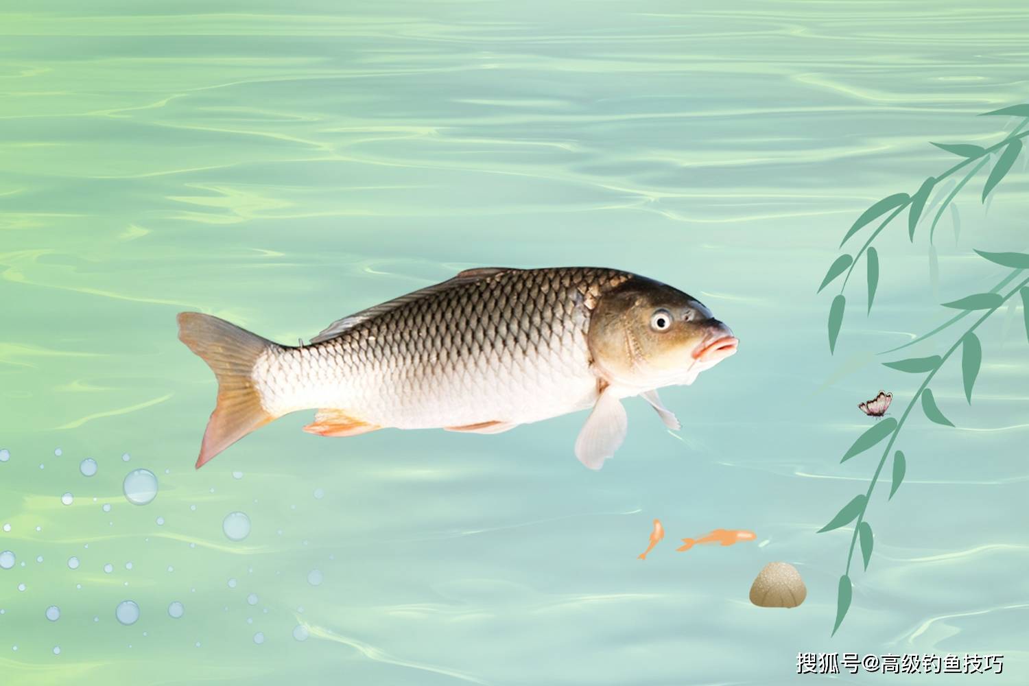 淡水鱼如何挂饵料钓（淡水鱼用什么做诱饵）