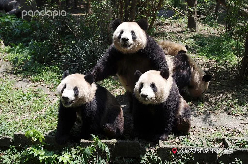 分享决窍“熊猫麻将有开挂软件吗怎么下载!其实确实有挂的