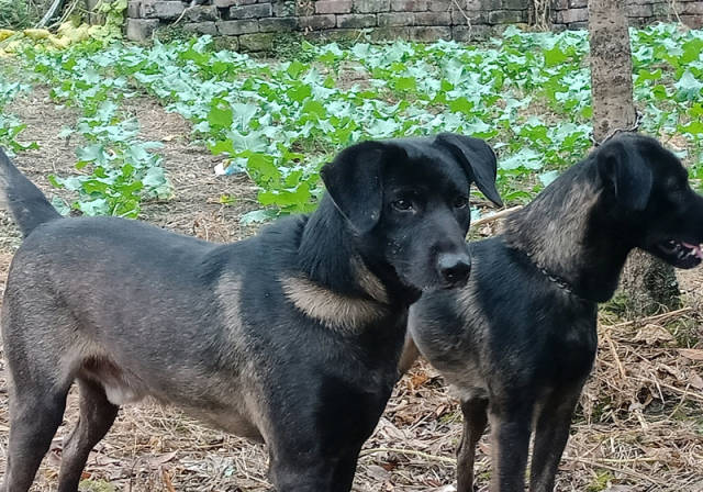 凉山州狗挂树上图片（凉山犬的图片）