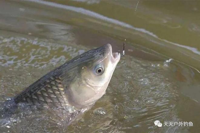 淡水鱼怎么挂饵（钓淡水鱼怎么绑浮标）