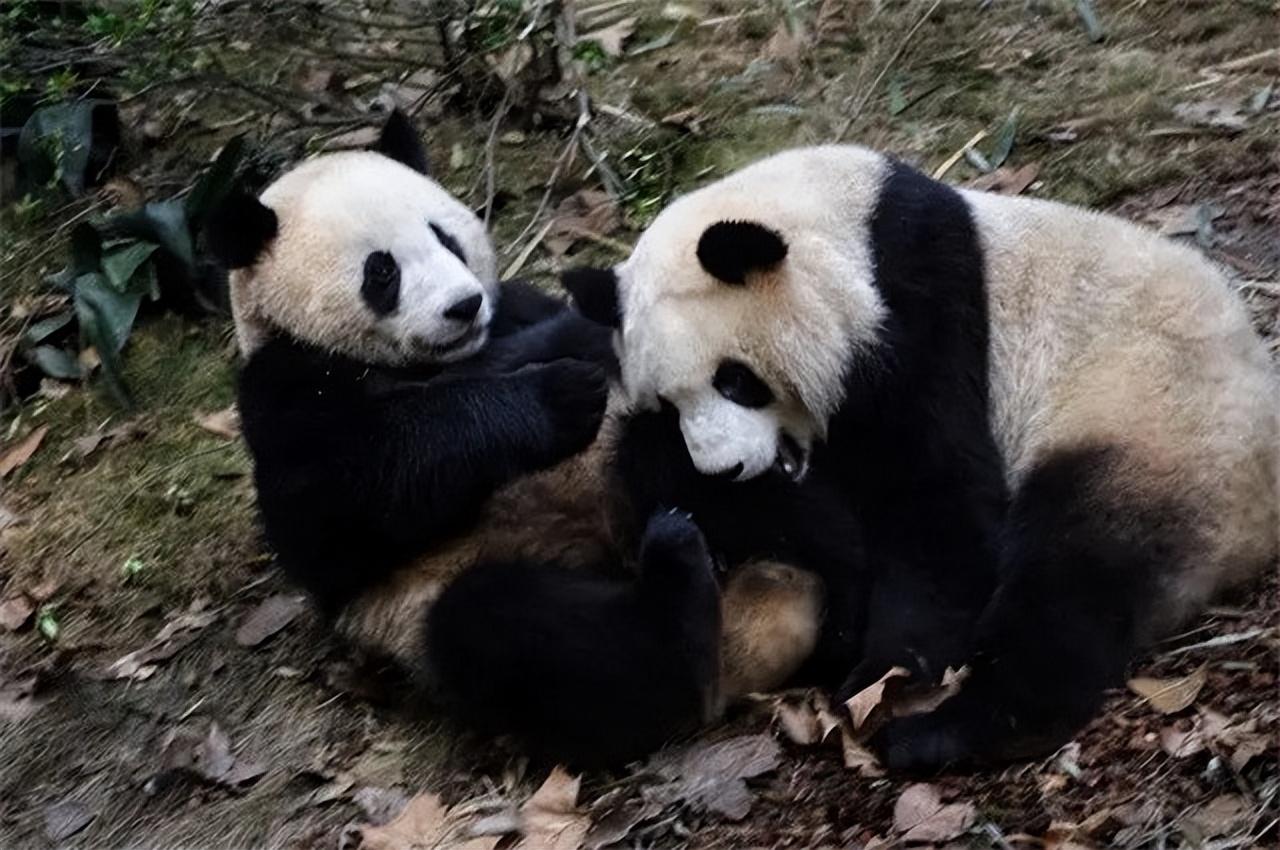 摇钱树上的花怎么挂（摇钱树上怎么挂人民币）