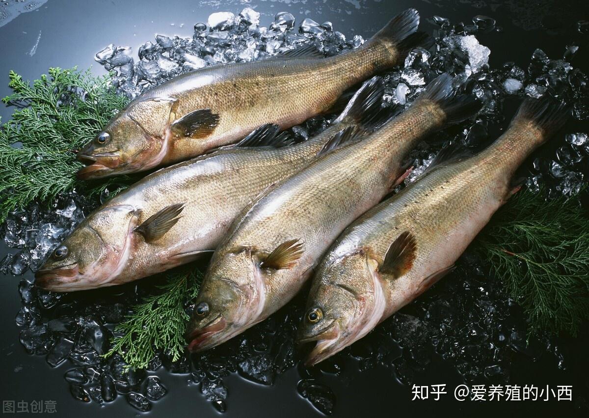 淡水鱼挂饵技巧视频（淡水鱼挂饵技巧视频大全）