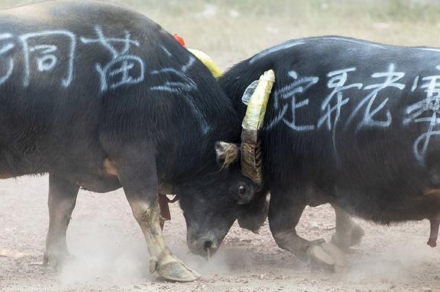 微信斗牛牛有没有挂（微信斗牛是不是有挂）