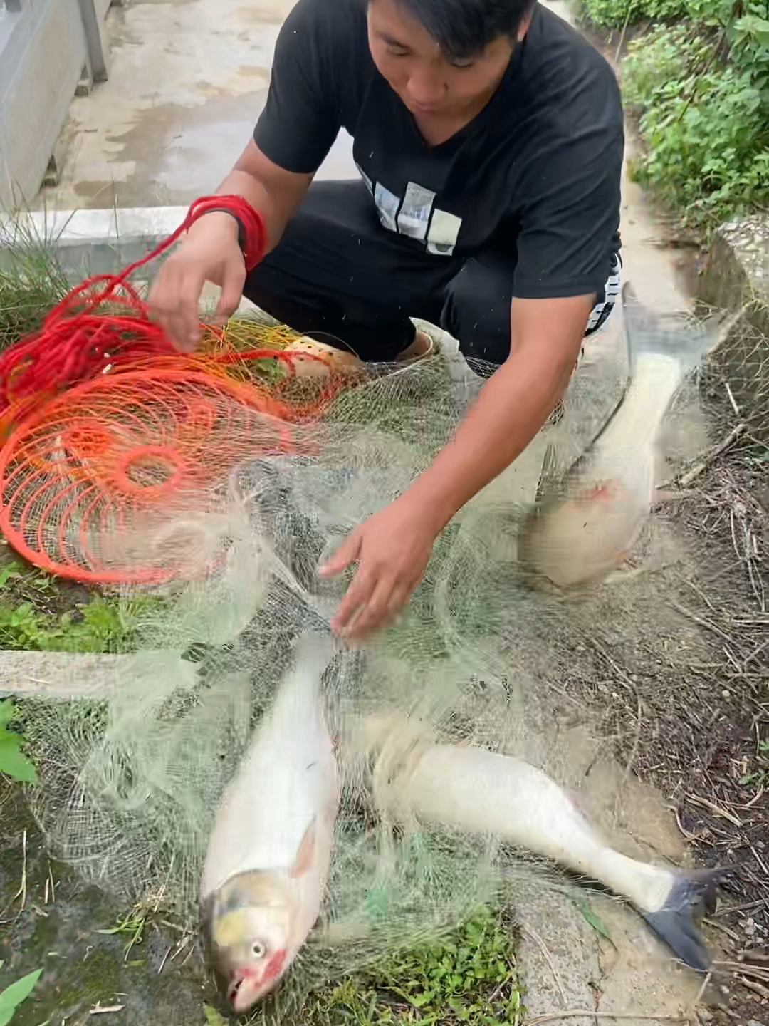 捕鱼网白鲢为什么总挂不着（如何用丝网捕白鲢鱼）