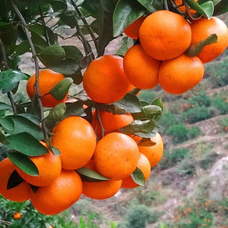 邵阳字牌剥皮有挂吗（邵阳字牌剥皮怎么结算）