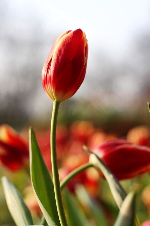 郁金花怎么挂墙好看视频（郁金香花挂在什么地方好）