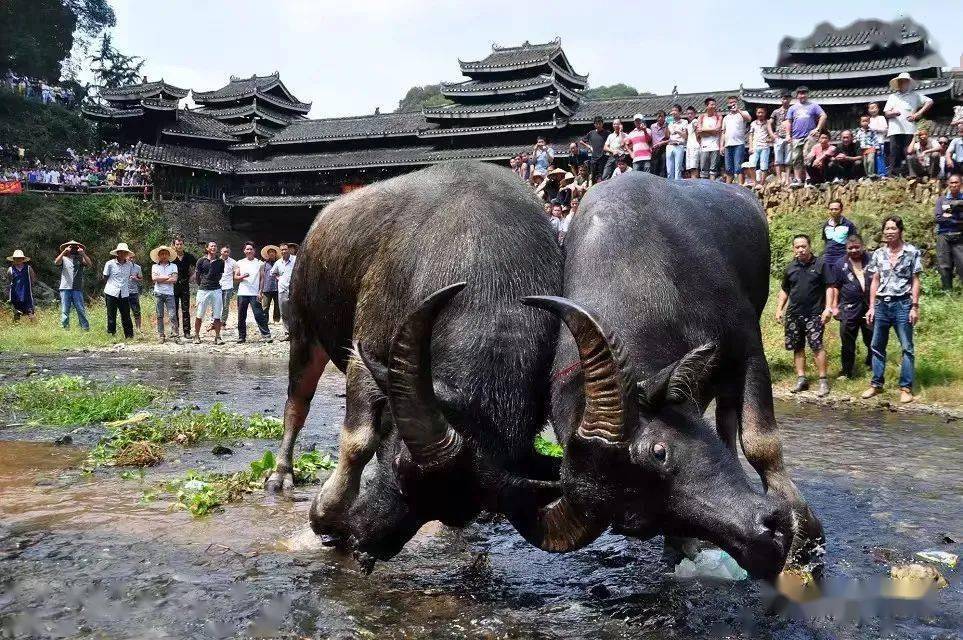 微信四大神兽斗牛有挂吗（微信斗牛真的有挂吗）