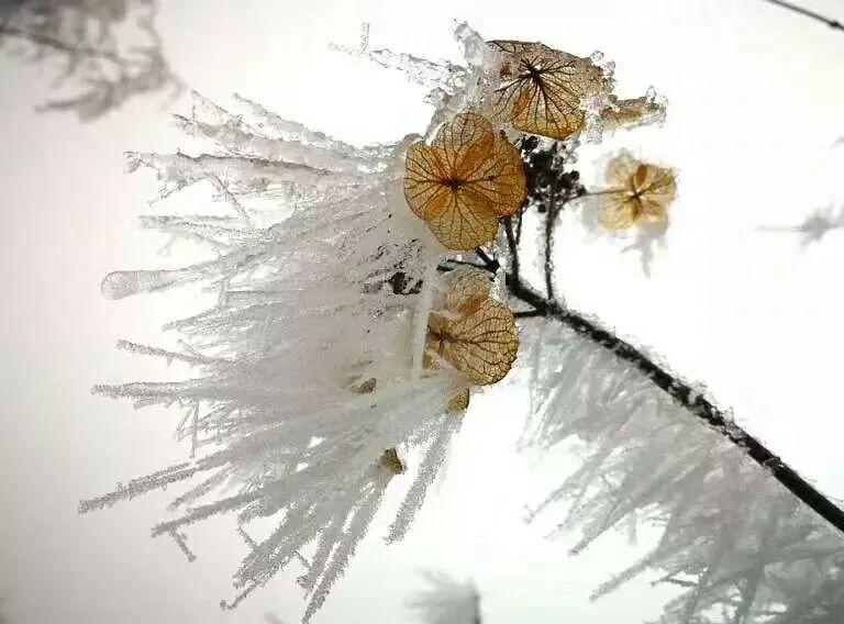 雪花YY娱乐八挂（雪花飘影视app最新版免费下载）