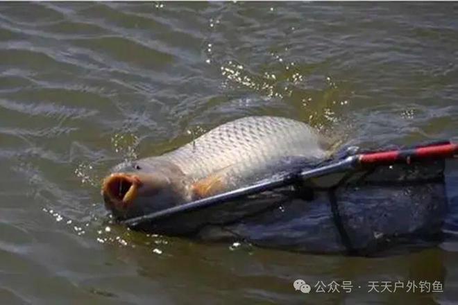 钓水鱼怎样挂饵料视频（钓水鱼用什么饵最好钓）