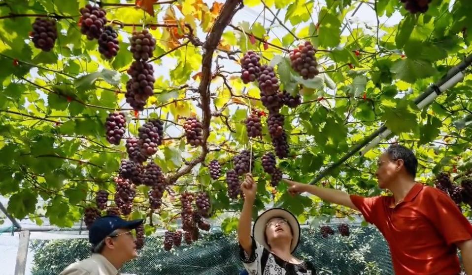 哈狗游戏湖州麻将怎么开挂（哈狗游戏浙中版安卓）