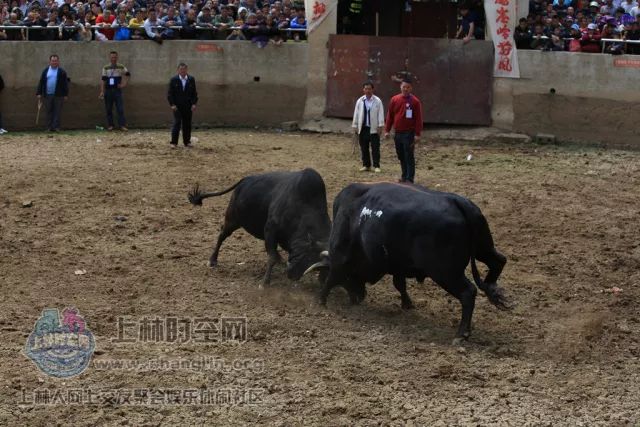 微信闲闲斗牛挂（闲闲斗牛技巧）