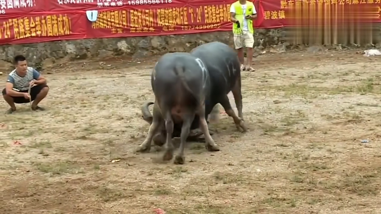 斗牛挂花怎么挂的视频讲解一下（斗牛挂件）