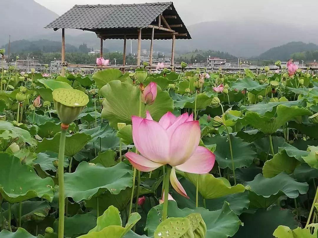 血战金花怎么开挂视频（血战金山百度百科）