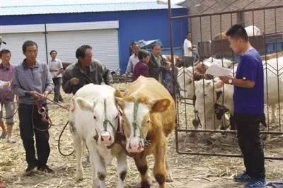详细说明“玉米1234分析机一《我来教教你怎么赢 》